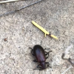 Lagriini sp. (tribe) (Unidentified lagriine darkling beetle) at Acton, ACT - 6 Apr 2021 by Tapirlord