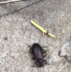 Lagriini sp. (tribe) at Acton, ACT - 6 Apr 2021 03:13 PM