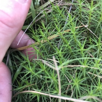 Dawsonia (genus) (A moss) at Acton, ACT - 6 Apr 2021 by Tapirlord