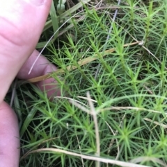 Dawsonia (genus) (A moss) at Black Mountain - 6 Apr 2021 by Tapirlord