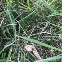 Dawsonia (genus) at Acton, ACT - 6 Apr 2021