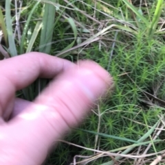 Dawsonia (genus) at Acton, ACT - 6 Apr 2021