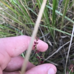 Haloragis heterophylla (Variable Raspwort) at Black Mountain - 6 Apr 2021 by Tapirlord