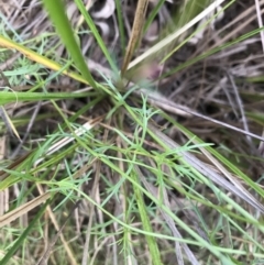 Haloragis heterophylla at Acton, ACT - 6 Apr 2021 03:15 PM