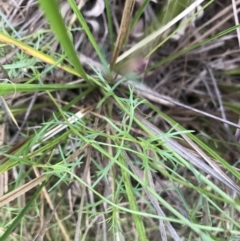 Haloragis heterophylla at Acton, ACT - 6 Apr 2021