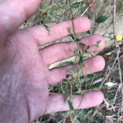 Einadia nutans subsp. nutans (Climbing Saltbush) at Acton, ACT - 6 Apr 2021 by Tapirlord