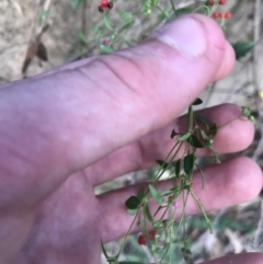 Einadia nutans subsp. nutans at Acton, ACT - 6 Apr 2021 03:26 PM