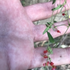 Einadia nutans subsp. nutans at Acton, ACT - 6 Apr 2021 03:26 PM