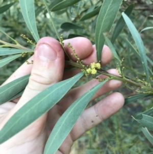 Acacia rubida at Acton, ACT - 6 Apr 2021 03:28 PM