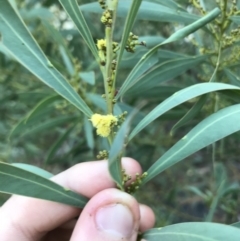 Acacia rubida at Acton, ACT - 6 Apr 2021 03:28 PM