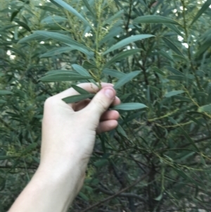 Acacia rubida at Acton, ACT - 6 Apr 2021 03:28 PM