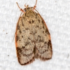 Garrha phoenopis (Garrha phoenopis) at Melba, ACT - 2 Feb 2021 by Bron