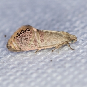 Eupselia melanostrepta at Melba, ACT - 2 Feb 2021