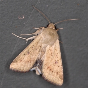 Helicoverpa (genus) at Melba, ACT - 2 Feb 2021 01:58 PM