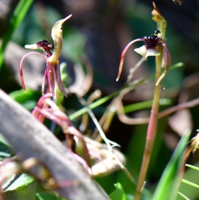 Chiloglottis seminuda (Turtle Orchid) at Acton, ACT - 31 Mar 2021 by Nepenthe