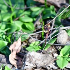 Chiloglottis seminuda at suppressed - 31 Mar 2021