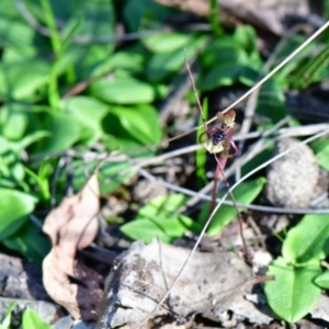 Chiloglottis seminuda at suppressed - 31 Mar 2021