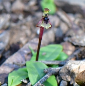 Chiloglottis seminuda at suppressed - 31 Mar 2021