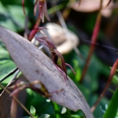 Chiloglottis seminuda at suppressed - 31 Mar 2021