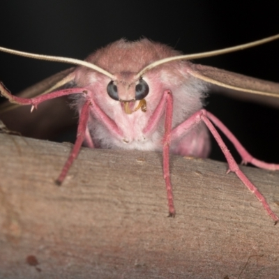 Arhodia lasiocamparia (Pink Arhodia (Oenochrominae)) at Melba, ACT - 3 Feb 2021 by Bron