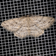 Zermizinga sinuata at O'Connor, ACT - 5 Apr 2021 10:44 PM