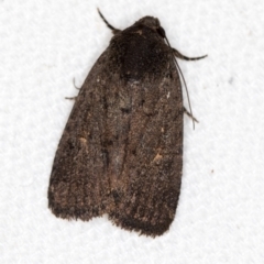 Proteuxoa provisional species 1 at Melba, ACT - 10 Mar 2021 by Bron