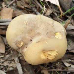 Phylloporus sp. at Cook, ACT - 9 Apr 2021 08:34 AM