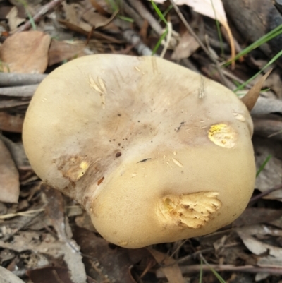 Phylloporus sp. (Phylloporus sp.) at Cook, ACT - 9 Apr 2021 by drakes