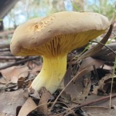 Phylloporus sp. at Cook, ACT - 9 Apr 2021