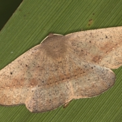 Idiodes apicata (Bracken Moth) at Melba, ACT - 9 Mar 2021 by Bron