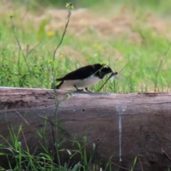 Rhipidura leucophrys at Fyshwick, ACT - 9 Apr 2021