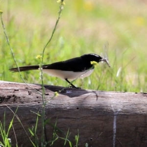 Rhipidura leucophrys at Fyshwick, ACT - 9 Apr 2021