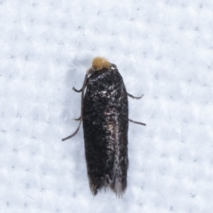 Nepticulidae (family) at Melba, ACT - 2 Apr 2021