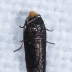 Nepticulidae (family) at Melba, ACT - 2 Apr 2021