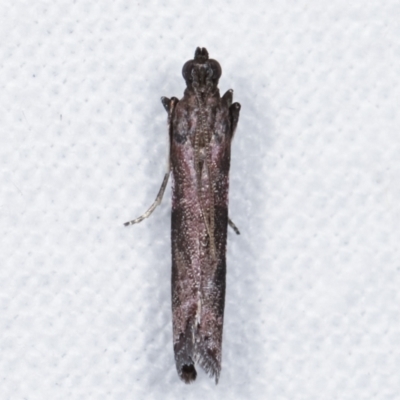 Assara subarcuella (Phycitinae) at Melba, ACT - 2 Apr 2021 by kasiaaus