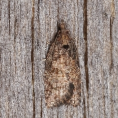 Capua dura (A Tortricid moth) at Melba, ACT - 3 Apr 2021 by kasiaaus