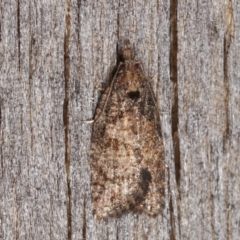 Unidentified Tortricid moth (Tortricidae) at Melba, ACT - 3 Apr 2021 by kasiaaus