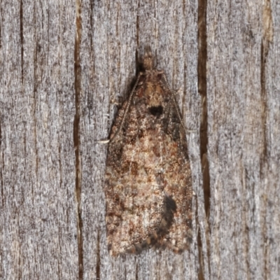 Unidentified Tortricid moth (Tortricidae) at Melba, ACT - 3 Apr 2021 by kasiaaus