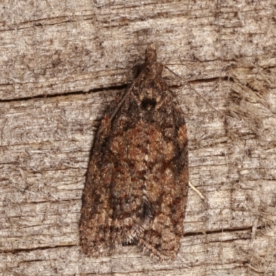 Tortricinae (subfamily) (A tortrix moth) at Melba, ACT - 3 Apr 2021 by kasiaaus