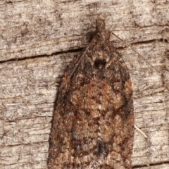 Tortricinae (subfamily) at Melba, ACT - 3 Apr 2021