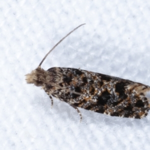 Isochorista (genus) at Melba, ACT - 3 Apr 2021