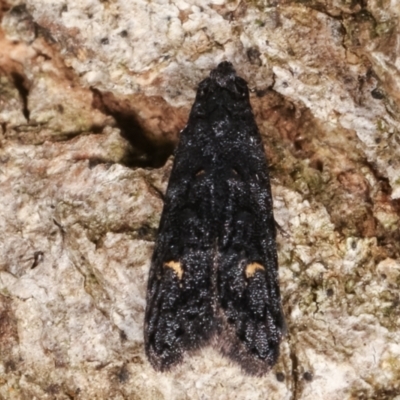 Bondia nigella (A Fruitworm moth (Family Carposinidae)) at Melba, ACT - 5 Apr 2021 by kasiaaus