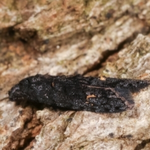 Bondia nigella at Melba, ACT - 5 Apr 2021