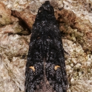 Bondia nigella at Melba, ACT - 5 Apr 2021 08:45 AM