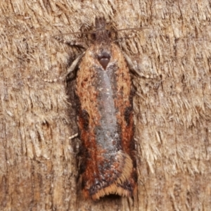 Tortricinae (subfamily) at Melba, ACT - 2 Apr 2021