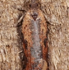 Tortricinae (subfamily) at Melba, ACT - 2 Apr 2021