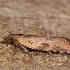 Tortricinae (subfamily) at Melba, ACT - 2 Apr 2021