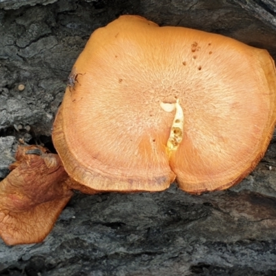 Gymnopilus junonius (Spectacular Rustgill) at Cook, ACT - 8 Apr 2021 by drakes