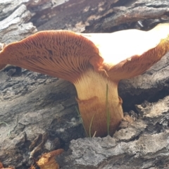 Gymnopilus junonius at Cook, ACT - 9 Apr 2021