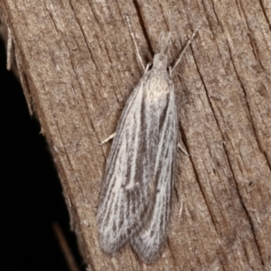 Phryganeutis cinerea at Melba, ACT - 4 Apr 2021